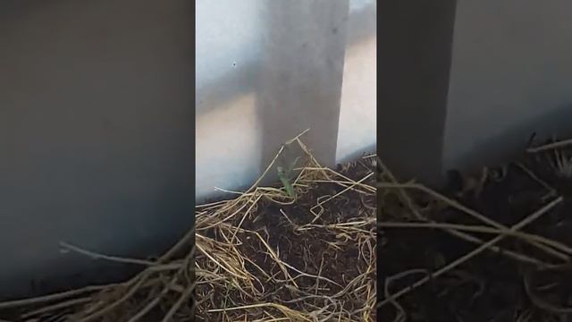 Solucan gùbresi ùzerindeki Yeşil CEKİRGE смотреть онлайн