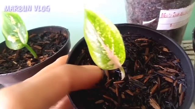 Review Aglonema Hasil Tanian Sendiri смотреть онлайн