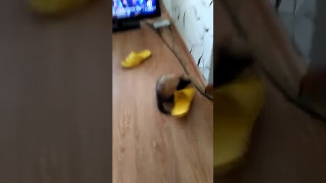 Хорек страшный зверь смотреть онлайн
