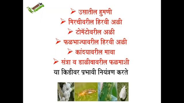 Metarhizium मेटारायझीयम смотреть онлайн