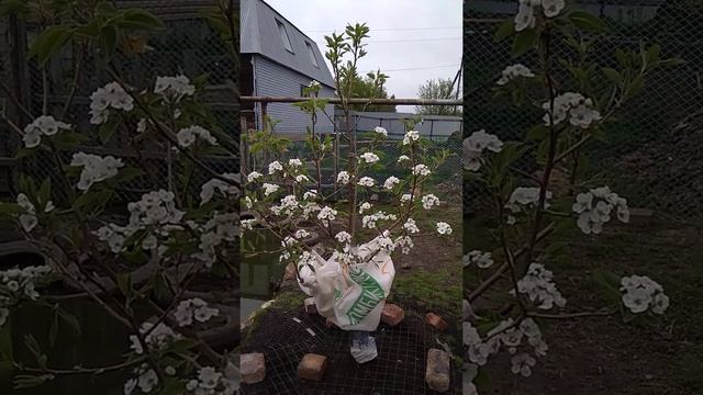 Груша смотреть онлайн