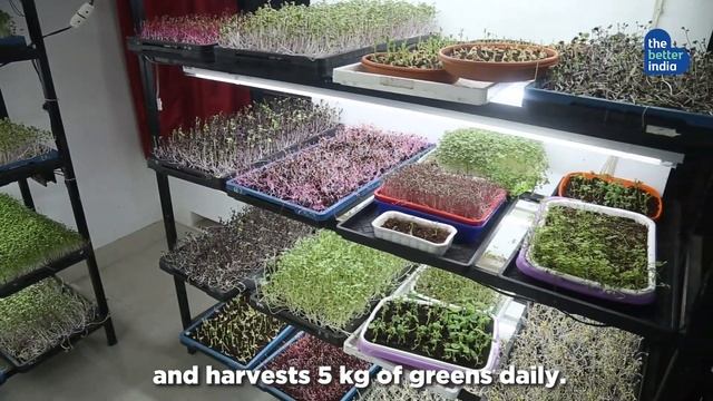 He Grows Delicious & Healthy Microgreens In His House! 🌱 | Kerala смотреть онлайн