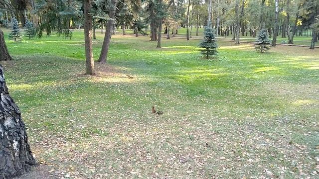 белки в парке. смотреть онлайн