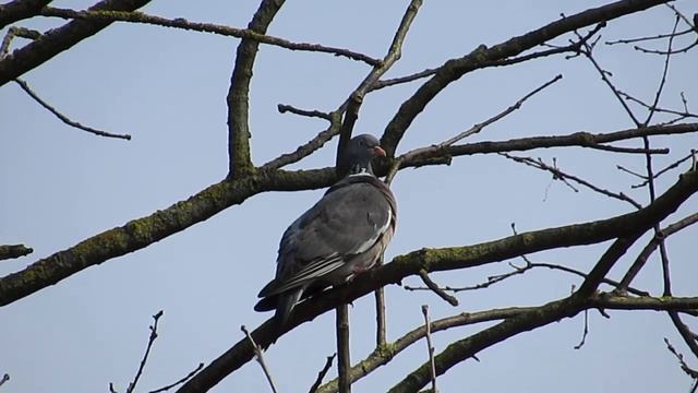 Дикий голубь в Гродно смотреть онлайн