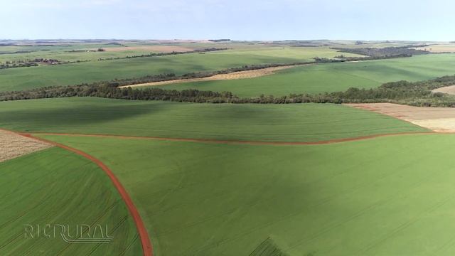 Brusone e Giberela são doenças do trigo que podem ser combatidas com melhoramento genético смотреть онлайн