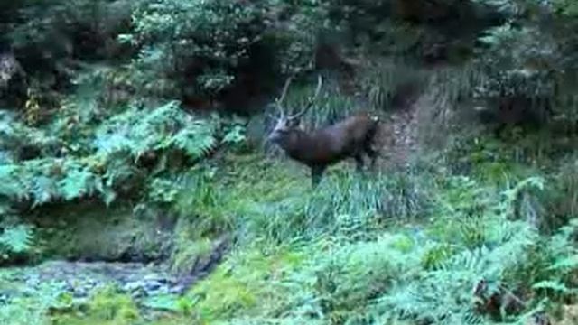 Deer Hunting - Sika - Hidden Camera footage смотреть онлайн