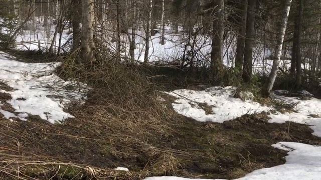 Поход в тайгу, следы медведя, 27 апреля смотреть онлайн