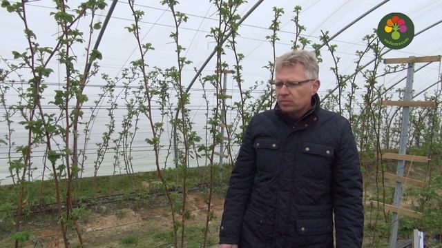 Zwalczanie Szkodników Malin - Pierwsze Zabiegi