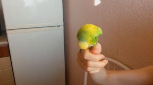 Попугай Гриша разговаривает