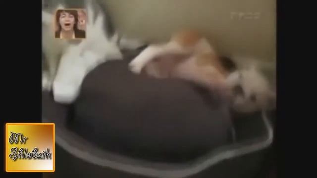 Кошаки смотреть онлайн