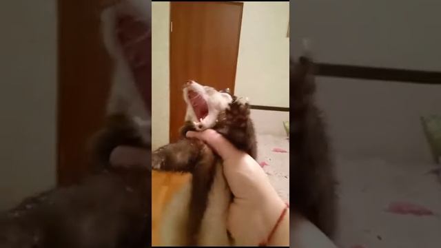 хорек в деле смотреть онлайн