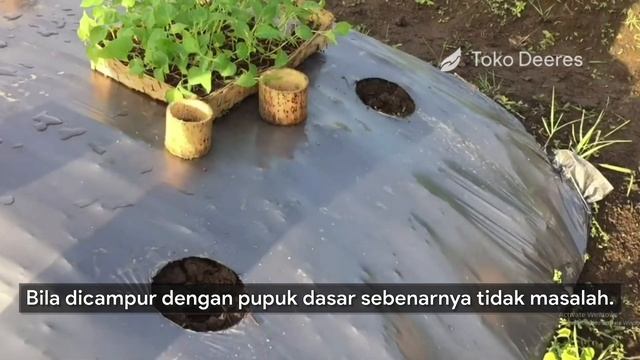 Aplikasi Mikoriza dan Tricoderma, Bisa Campur Insek, Fungi, atau Pupuk смотреть онлайн
