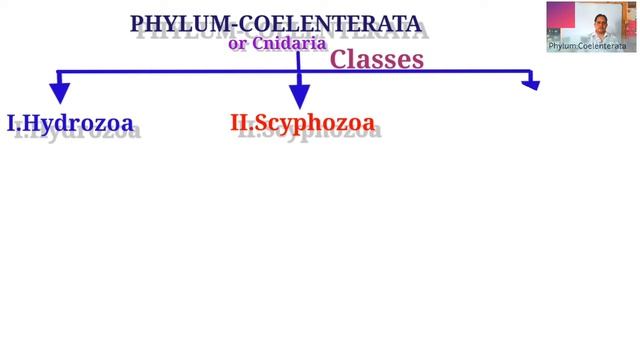 Phylum Coelentetata смотреть онлайн