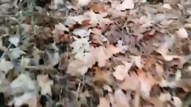 Грибы 2019 смотреть онлайн