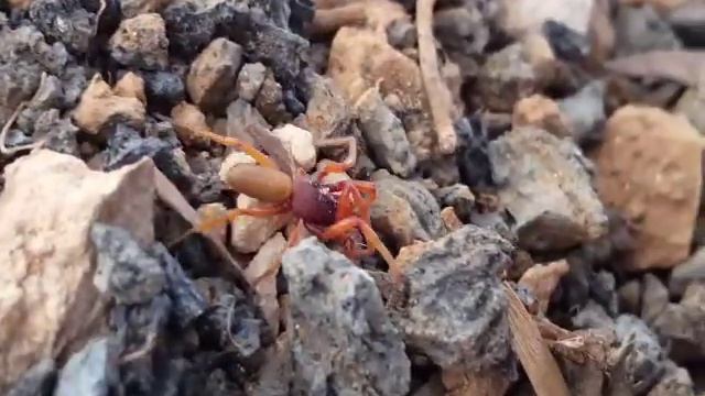 Dysdera sp Lanzarote Feb22 смотреть онлайн