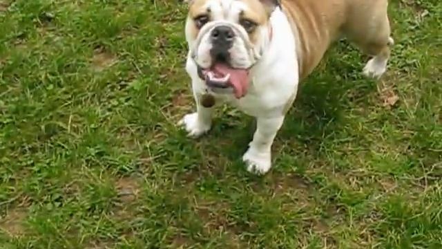 Bulldog literally trying to make love with the camera смотреть онлайн