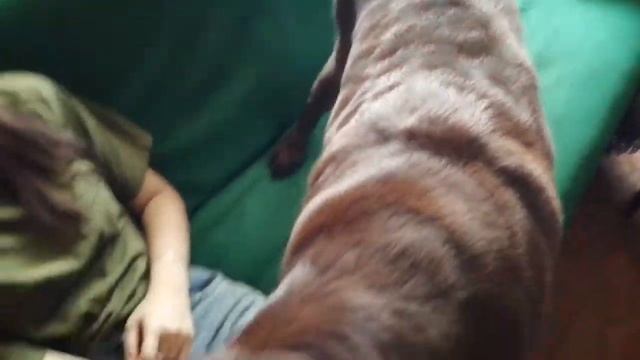 Мона прощается со старым диваном. Собака кушает клубнику смотреть онлайн