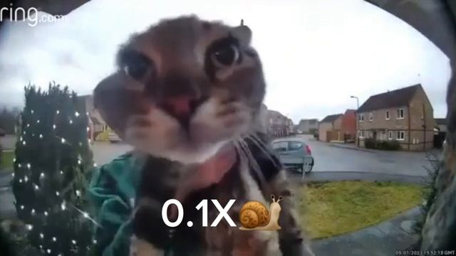 Кот мяукает в камеру,но с разными скоростями смотреть онлайн