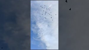 бойные голуби леушковские