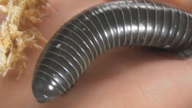 NEW ADDITIONS | Giant Millipedes смотреть онлайн
