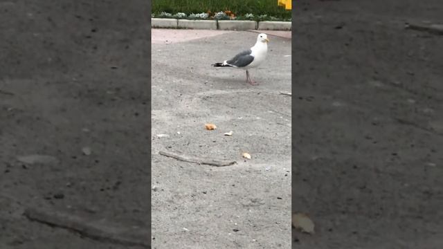 Глупый баклан смотреть онлайн