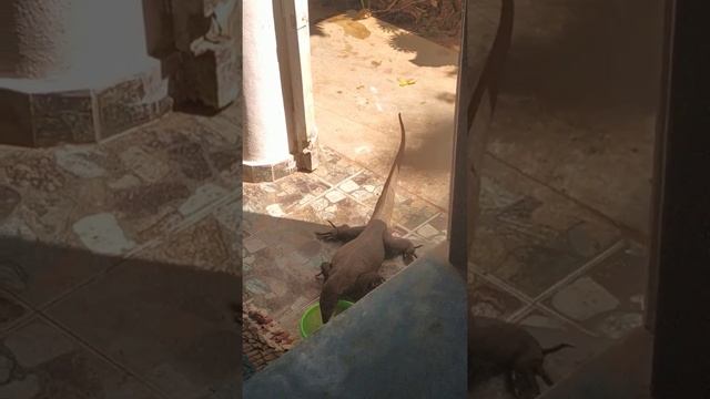 варан обедает / varan having lunch смотреть онлайн