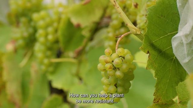 Future of Food - De Wilde Wijngaard (ENG) смотреть онлайн