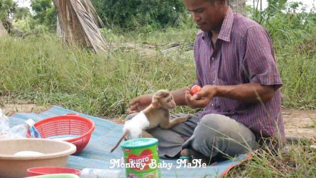 Poor Monkey Baby MaNe Love Playing Tomato With Daddy смотреть онлайн