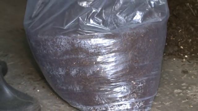 Button Mushroom Cultivation смотреть онлайн