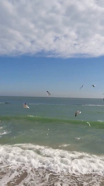 Море в стиле"Чайка по имени Джонатан Ливингстон"🌊Ты можешь изменить высоту птичьего полёт🖖sea Odess смотреть онлайн