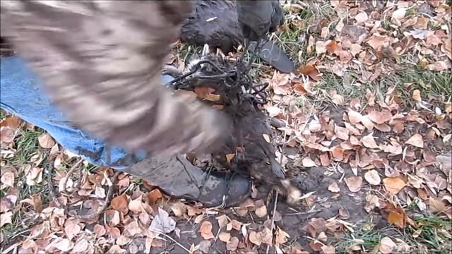 Raccoon Trapping - cubby set with a 330 conibear смотреть онлайн