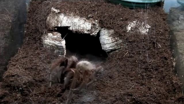 Tarantula compilation 8 смотреть онлайн