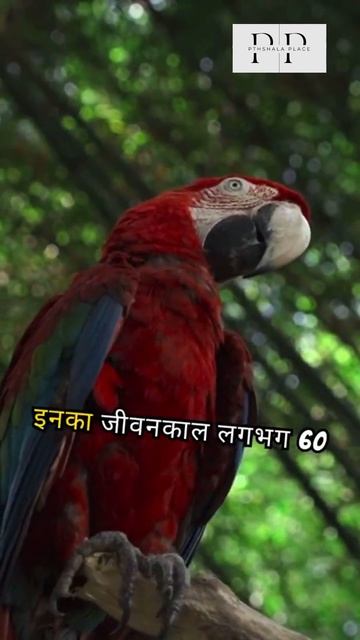 Macaw #shorts #ytshorts #viralshorts #wildlife #nature #animals #pathshalaplace #macaw #facts #sky смотреть онлайн