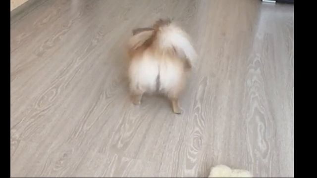 Шпиц в ярости смотреть онлайн