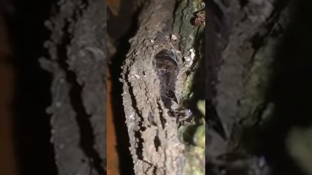 Sphodros rufipes (Redlegged purseweb spider) смотреть онлайн