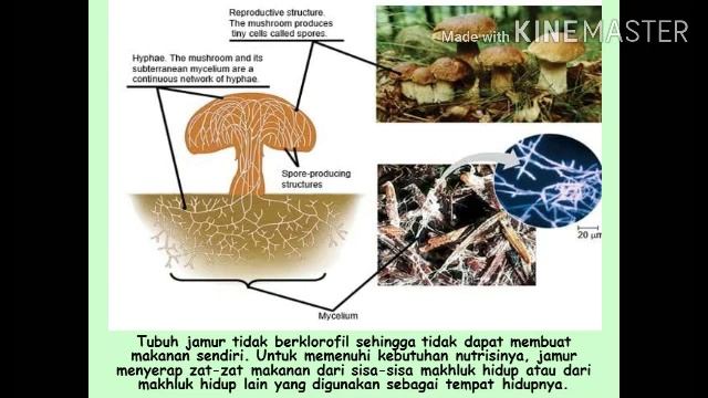 Kingdom Fungi смотреть онлайн