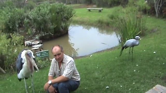 African Storks on man - Ari Josepsson смотреть онлайн