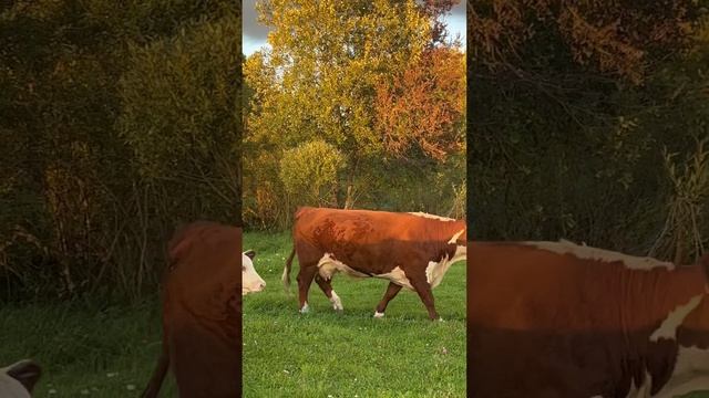 Герефордские телятки #герефорд #милота #животные #ферма #корова #cow #фермер #деревня #хозяйство#кф смотреть онлайн