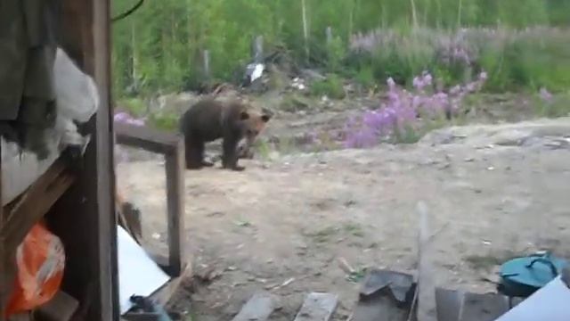 нападение медведя! последние кадры! смотреть онлайн