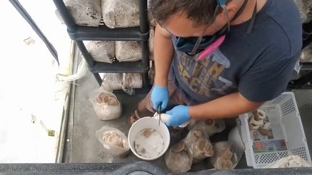 How To Grow Profitable Gourmet Mushrooms | Harvesting Tips For Oyster And Specialty Mushrooms