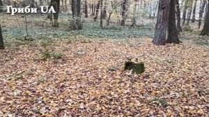 Там Був Ведмідь всі боялися Збирати Гриби, а Я назбирав цілий МІШОК Білих Грибів високо в Карпатах