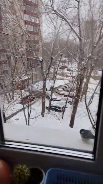 это моя любимая синица летом я её кормил с руки смотреть онлайн