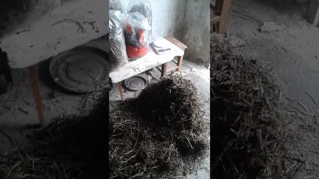 Вешенка по грязной технологии смотреть онлайн