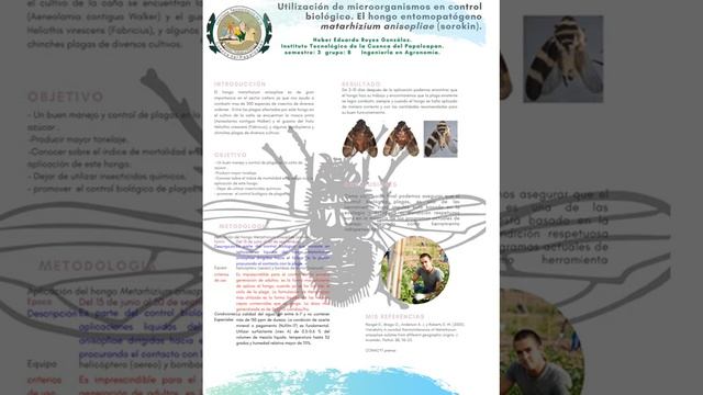CONTROL BIOLOGICO DE PLAGAS HONGO METARHIZIUM ANISOPLIAE смотреть онлайн