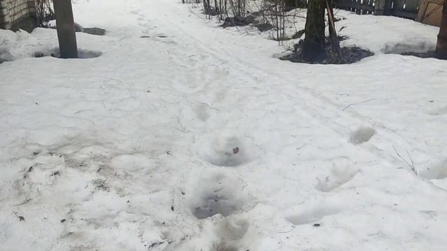 Первые садовые работы) смотреть онлайн