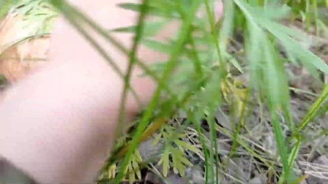 Первый удачный поход по грибы!Поход по грибы увенчался успехом! смотреть онлайн