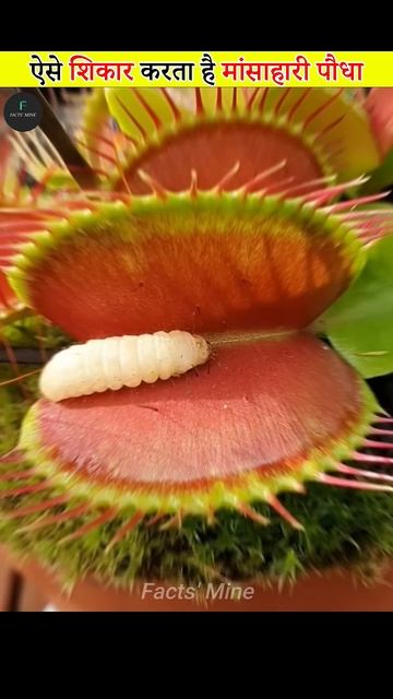 Venus Flytrap Carnivorous Plant смотреть онлайн