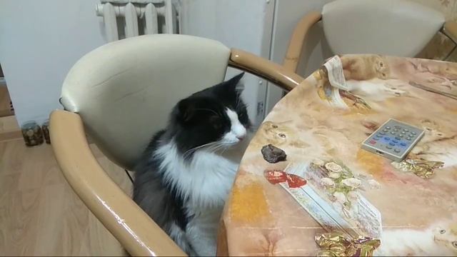 Как кошка ест грибы