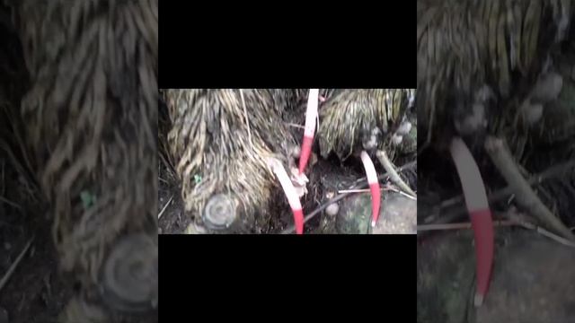 JAMUR TITIT ANJING😂 YANG LANGKA.(MUTINUS species.)DOG PENIS,STINKHORN MUSHROOM.