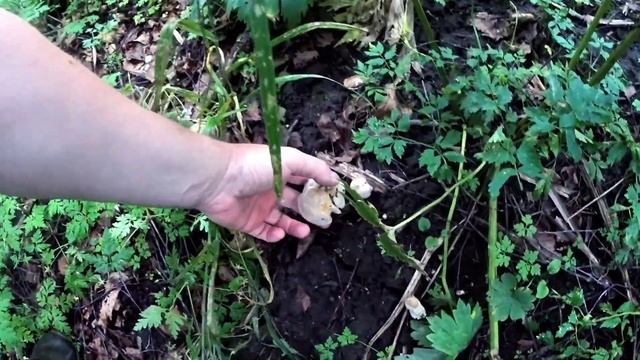 ПОХОД В ГОРЫ /ДОЖДЬ И ПРИЯТНЫЕ НАХОДКИ/Грибы и дикоросы смотреть онлайн